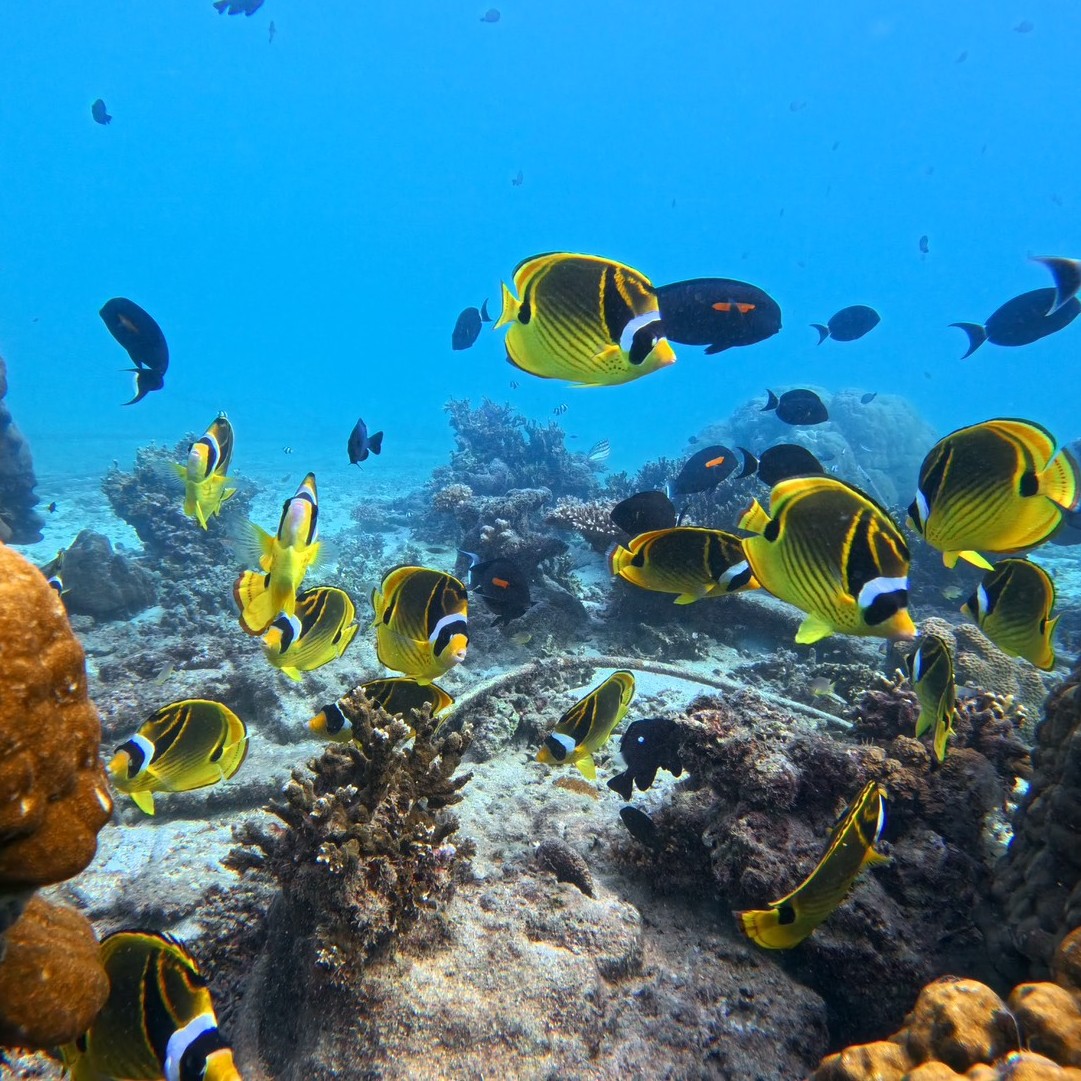 石垣島 ＜川平湾＞グラスボート船から見えるお魚5選☆【vo2】 - 石垣島