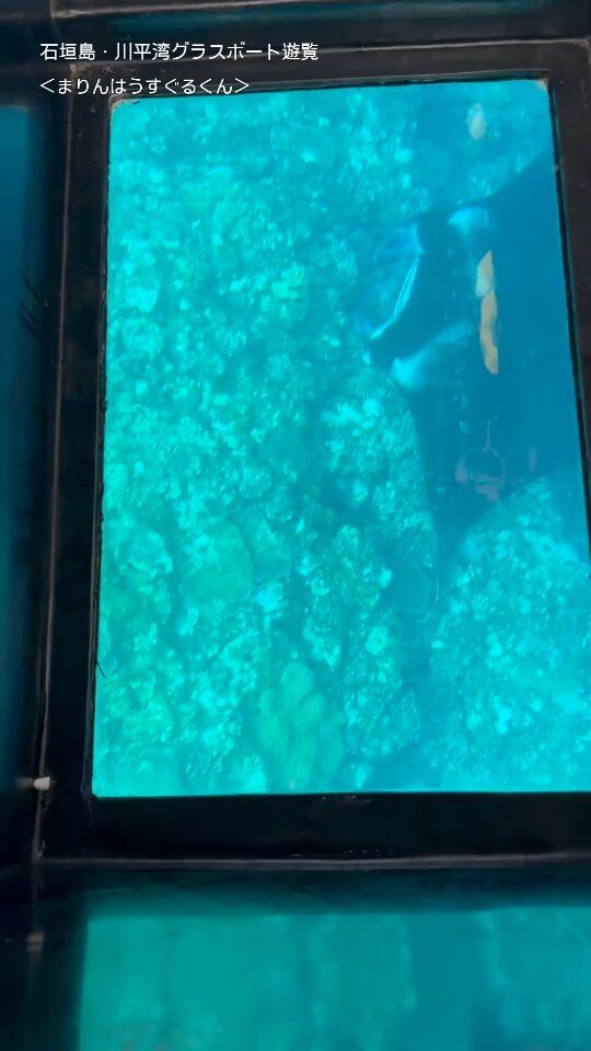 石垣島の観光なら「まりんはうすぐるくん」【公式】川平湾グラスボート